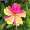 75 MIXED FOUR O CLOCK aka Marvel of Peru Mirabilis Jalapa Flower Seeds