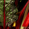300 RHUBARB RED SWISS CHARD Perpetual Spinach Beta Vulgaris Vegetable Seeds