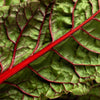 300 RHUBARB RED SWISS CHARD Perpetual Spinach Beta Vulgaris Vegetable Seeds