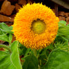 150 Double DWARF TEDDYBEAR SUNFLOWER Helianthus Annuus Yellow Flower Seeds