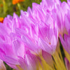 10 AUTUMN CROCUS Colchicum Autumnale Meadow Saffron Flower Seeds