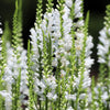 50 WHITE Showy OBEDIENT PLANT (False Dragon Head) Physostegia Virginiana Flower Seeds