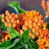 30 ORANGE BUTTERFLY MILKWEED Asclepias Tuberosa Flower Seeds