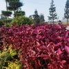 500 MIDNIGHT RED AMARANTHUS Cruentus Amaranth Flower Leaf Vegetable Seeds