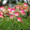 25 MIMOSA / Persian SILK TREE Albizia Julibrissin Seeds