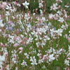 100 White GAURA WHIRLING BUTTERFLIES Gaura Lindheimeri Flower Seeds