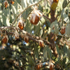 5 JOJOBA Simmondsia Chinensis Fruit Nut Oil Evergreen Shrub Seeds