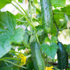 200 MARKETMORE 76 SLICING CUCUMBER Fruit Cucumis Sativus Seeds