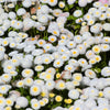 500 Dwarf WHITE ENGLISH DAISY Bellis Perennis Flower Seeds