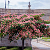 25 MIMOSA / Persian SILK TREE Albizia Julibrissin Seeds