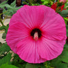 25 Grenache Vintage Hot PINK HARDY HIBISCUS Hibiscus Moscheutos Flower Seeds