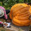 10 Dill's ATLANTIC GIANT PUMPKIN Up to 2000 lb Cucurbita Vegetable Seeds