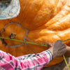 10 Dill's ATLANTIC GIANT PUMPKIN Up to 2000 lb Cucurbita Vegetable Seeds