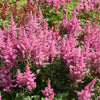100 PINK MIX ASTILBE (False Spirea / False Goats Beard) Astilbe Chinensis Flower Seeds