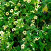 10 WHITE THUNBERGIA Alata VINE Black Eyed Susan Vine Flower Seeds