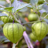 200 GRANDE Rio VERDE TOMATILLO Green Physalis Ixocarpa Vegetable Seeds