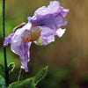 10 VIOLET HIMALAYAN POPPY Meconopsis Betonicifolia Purple Hensol Flower Seeds
