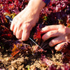 3000 Leaf Lettuce RED SALAD BOWL Lactuca Sativa Vegetable Seeds