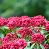 50 MOUNTAIN LAUREL White Pink Red Kalmia Latifolia Shrub Bush Seeds