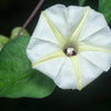 50 MOONFLOWER MORNING GLORY White Moon Flower Ipomoea Alba Flower Vine Seeds