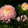 30 Duchess APRICOT PAEONY ASTER French Peony Callistephus Double Flower Seeds