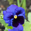 50 DEEP BLUE Blotch PANSY Swiss Giant Viola Wittrockiana Ullswater Flower Seeds