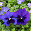 50 DEEP BLUE Blotch PANSY Swiss Giant Viola Wittrockiana Ullswater Flower Seeds