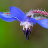 100 Blue Star BORAGE HERB Borago Officinalis Flower Seeds