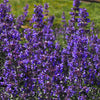 50 BLUE CATMINT Nepeta Mussinii Herb Flower Seeds