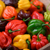 50 Mixed HOT HABANERO PEPPER Red Orange White Brown Mix Capsicum Chinense Seeds