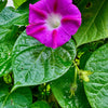 100 GRANDPA OTT MORNING GLORY Ipomoea Purpurea Flower Vine Seeds