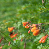 40 CHILEAN GLORY VINE Eccremocarpus Scaber Flower Seeds