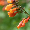 40 CHILEAN GLORY VINE Eccremocarpus Scaber Flower Seeds