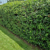 25 SCARLET FIRETHORN Pyracantha Coccinea Bush Shrub Flower Seeds