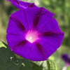 Mixed Colors Morning Glory Seeds – Ipomoea Purpurea Vine Flower – photo 5