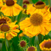2000 AUTUMN SNEEZEWEED (Dogtooth Daisy / Helens Flower / Bittersweet) Helenium Autumnale Flower Seeds