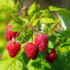 Red Raspberry Seeds – Rubus Idaeus Fruit Bush Vine – photo 2