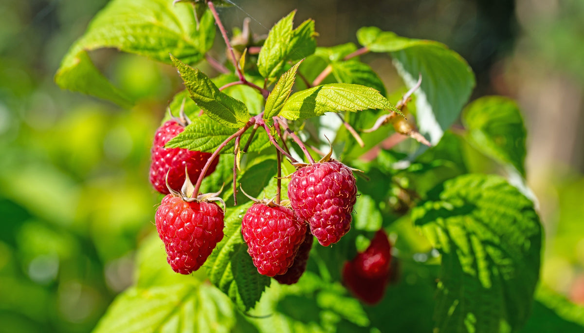 Red Raspberry Seeds – Rubus Idaeus Fruit Bush Vine – photo 2
