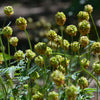 500 SALAD BURNET Sanguisorba Minor Edible Greens Vegetable Herb Flower Seeds
