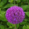 25 GIANT ALLIUM Allium Giganteum Purple Globe Flower Seeds
