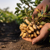 15 Seeds ' JUMBO ' VIRGINIA PEANUT Arachis Hypogaea Perennial Nut Plant