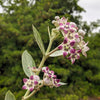 10 GIANT MILKWEED Sodom Apple Calotropis Procera Crown Flower Shrub Seeds