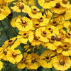 2000 AUTUMN SNEEZEWEED (Dogtooth Daisy / Helens Flower / Bittersweet) Helenium Autumnale Flower Seeds