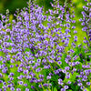 50 BLUE WILD INDIGO (False Indigo) Baptisia Australis Flower Seeds