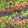 1200 Mixed Colors CORAL BELLS HEUCHERA Shade Flower Seeds