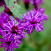 250 PURPLE IRONWEED Prairie Vernonia Fasciculata Flower Seeds