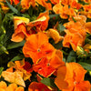 50 ORANGE SUN PANSY Swiss Giant Viola Wittrockiana Flower Seeds