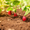 250 RED Arrow SPROUTING RADISH MiniGreen Daikon Raphanus Sativus Vegetable Seeds