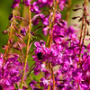 1000 PINK WINGED LOOSESTRIFE Lythrum Alatum Flower Seeds
