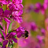 1000 PINK WINGED LOOSESTRIFE Lythrum Alatum Flower Seeds